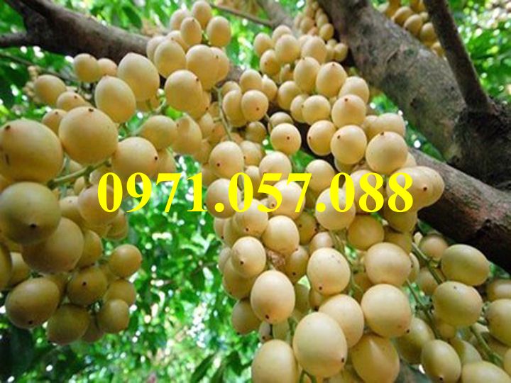 Cây giống dâu da thái